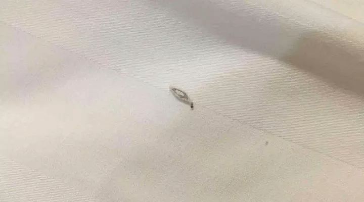 云浮白蚁防治