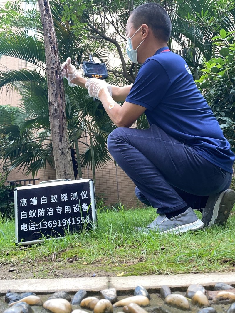 新兴县白蚁防治